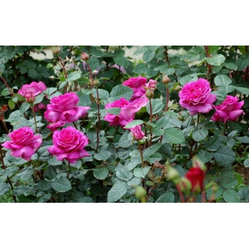 Роза чайно-гибридная Samantha