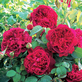 Роза английская кустовая Вильям Шекспир (William Shakespeare)