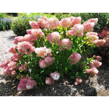 Гортензия метельчатая Magical Sweet Summer