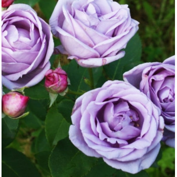 Роза плетистая Indigoletta