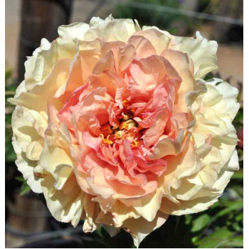 Пион Canary Brilliants (Кэнари Бриллиантс)