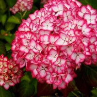 Гортензия крупнолистная Salsa (Сальса)