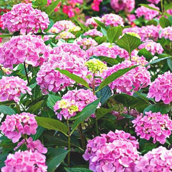 Гортензия крупнолистная Dancing Angel (Дансинг Энджел)