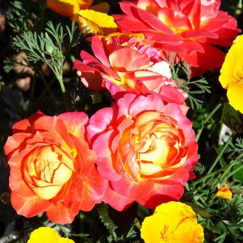 Роза флорибунда Циркус (Circus)