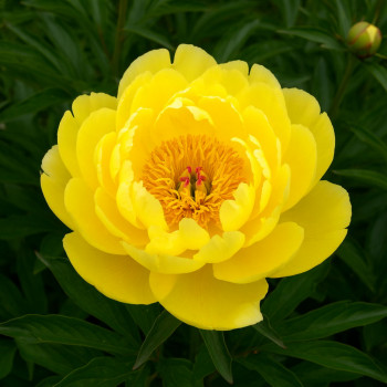 Пион Yellow Crown (Йеллоу Краун)