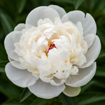 Пион White (Белый)